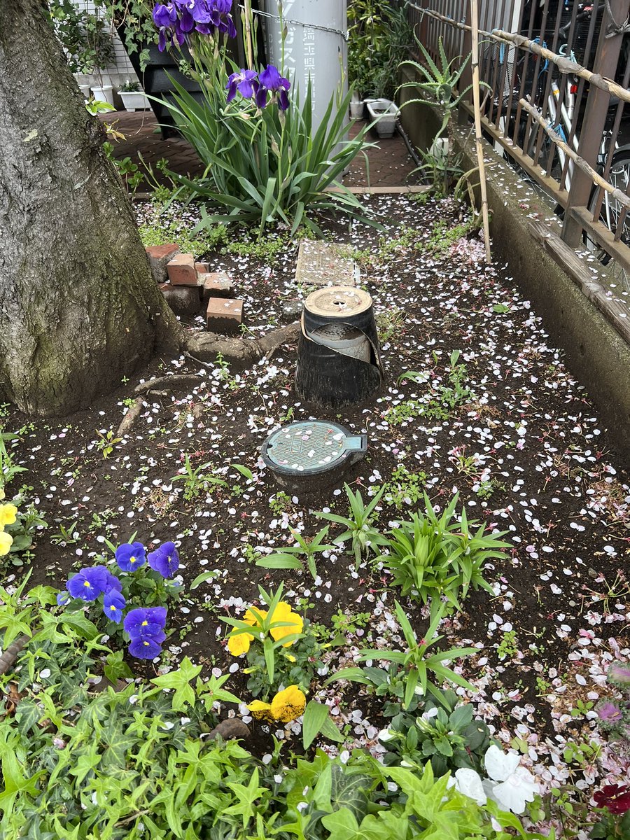 douglerner's tweet photo. Fallen cherry blossoms. #Tokyo https://t.co/tOhUAEu2cB