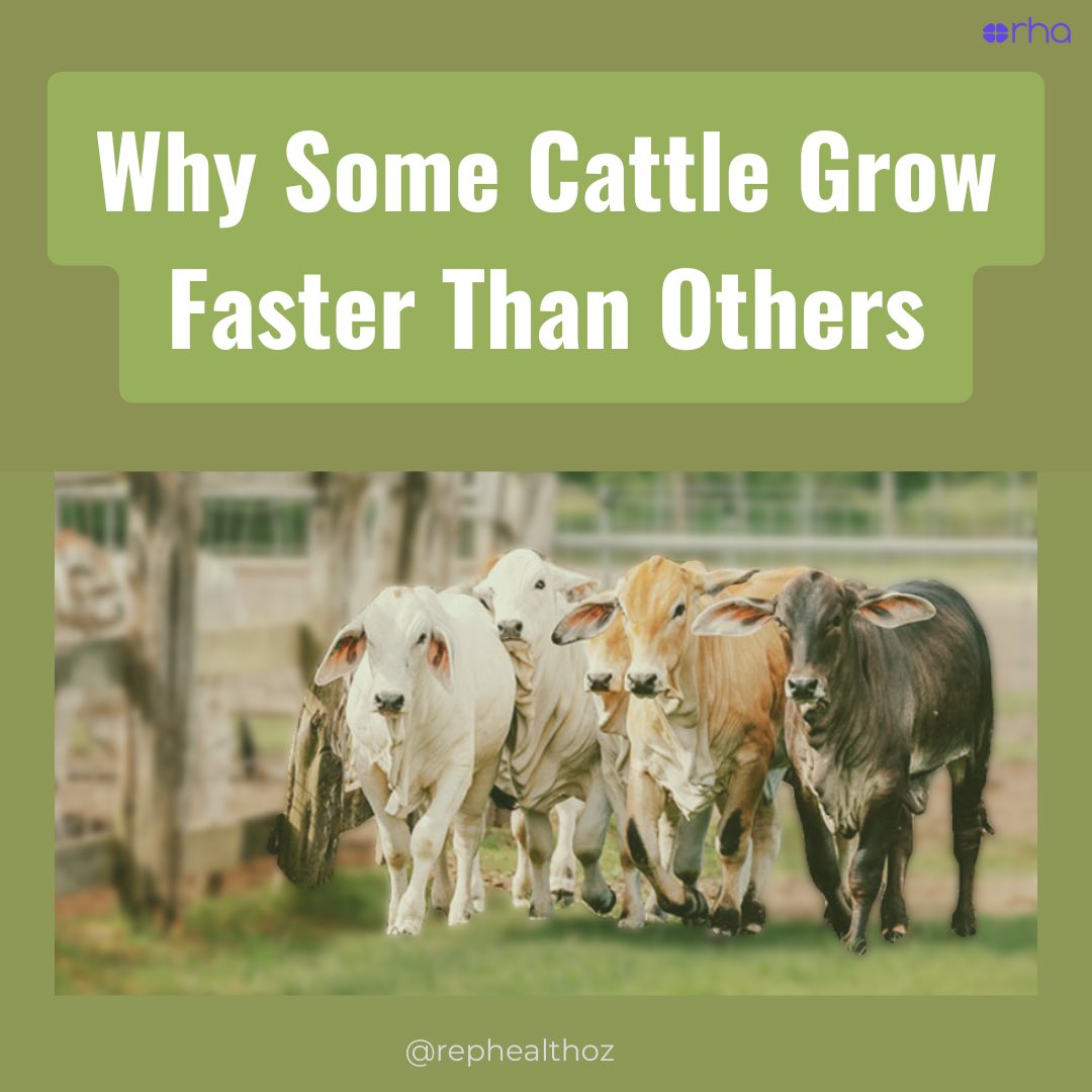 🐄 A recent Aussie study investigated what drives growth in young female #Brahman cattle grazing pastures in Northern #Australia.🌾☀️

🌦️ Seasonal variation had the biggest impact on liveweight gain, largely due to better #pasture quality during the wet season.