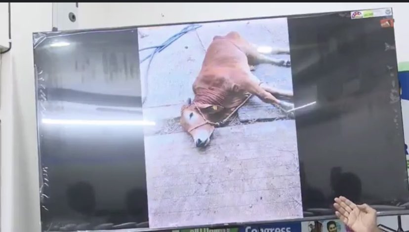pbysjtrends's tweet image. Shocking And Heartbreaking Scenes😭

#JusticeForTTDCows