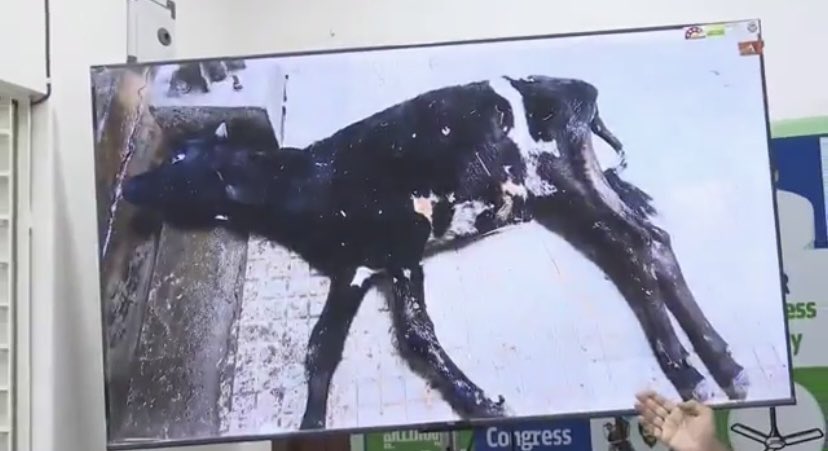 pbysjtrends's tweet image. Shocking And Heartbreaking Scenes😭

#JusticeForTTDCows
