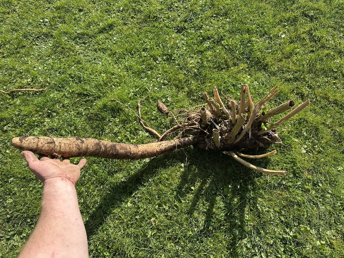 Springy Steve (@springy_steve) on Twitter photo We dug divided a clump of Impatiens tinctoria yesterday at work to introduce it into another area of the garden.
I was expecting tubers like a dahlia BUT I wasn’t expecting this!!! 😳
It must be at least 2 and a half foot long!!
Original plant came from <a href="/Littleashgarden/">🌿Helen Brown</a> We dug divided a clump of Impatiens tinctoria yesterday at work to introduce it into another area of the garden.
I was expecting tubers like a dahlia BUT I wasn’t expecting this!!! 😳
It must be at least 2 and a half foot long!!
Original plant came from <a href="/Littleashgarden/">🌿Helen Brown</a>