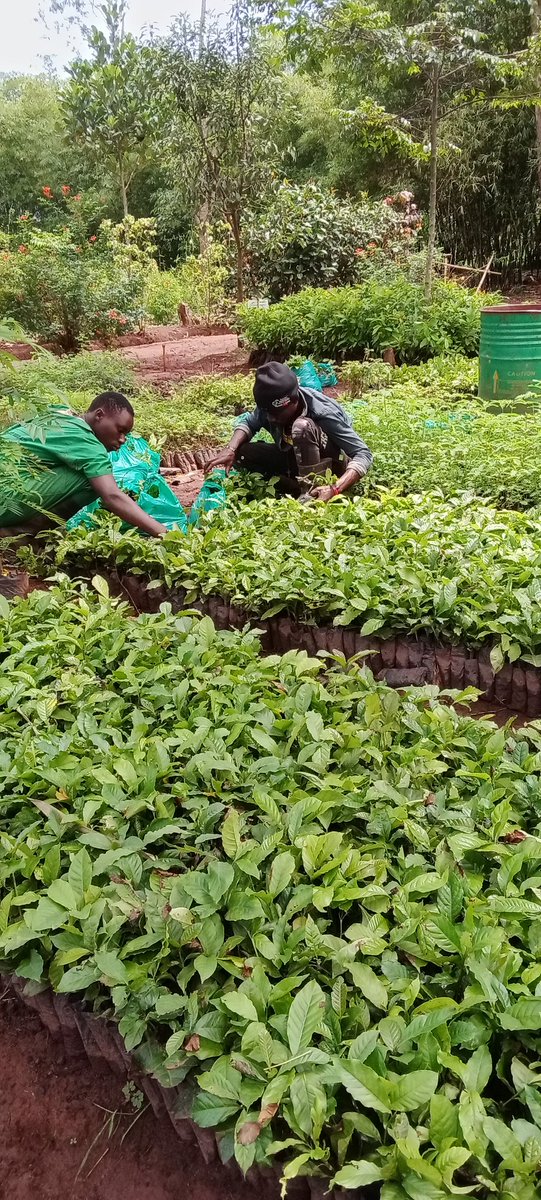 Trinity Forestry Services Ltd (@forestrytrinity) on Twitter photo Improved coffee seedlings CWDR, and the old lines, available. Make your order now for good and reliable coffee seedlings.
0704989668
trinityforestrys@gmail.com Improved coffee seedlings CWDR, and the old lines, available. Make your order now for good and reliable coffee seedlings.
0704989668
trinityforestrys@gmail.com