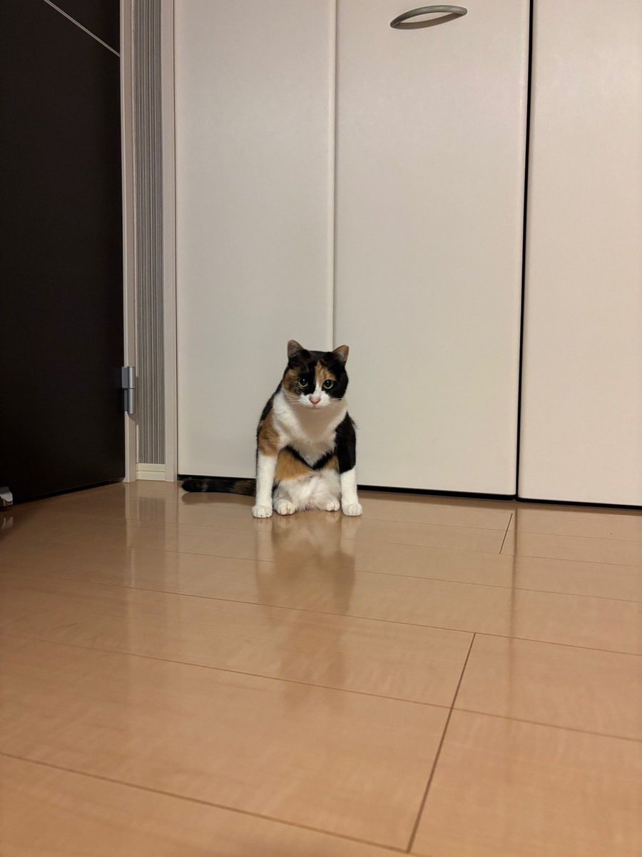 tomorrowtomc's tweet photo. 義理人情大事にしそうww
#三毛猫 https://t.co/L2fMXAZUh4