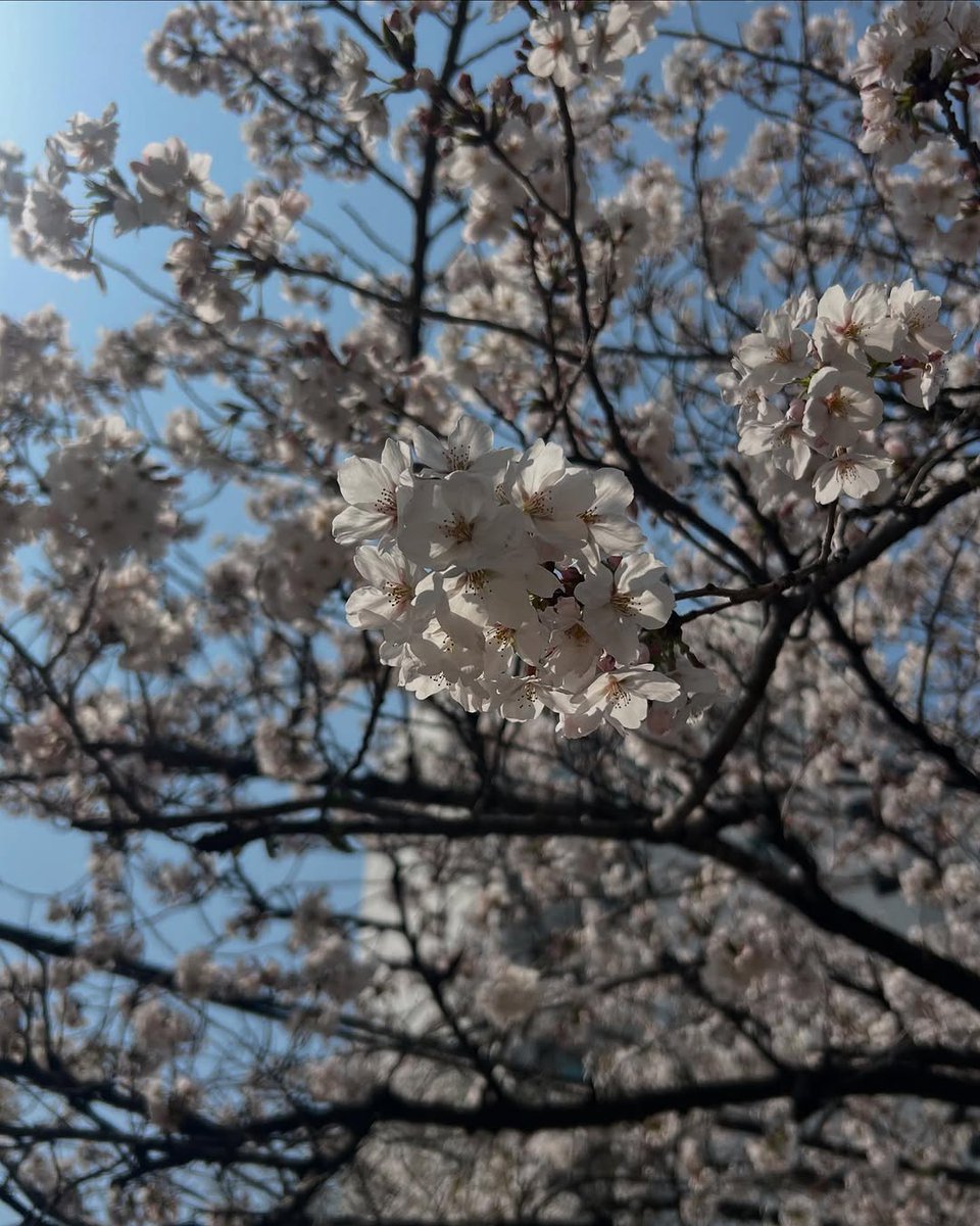 ghostlightyu's tweet photo. 🌸 https://t.co/RlnZxUeBiO