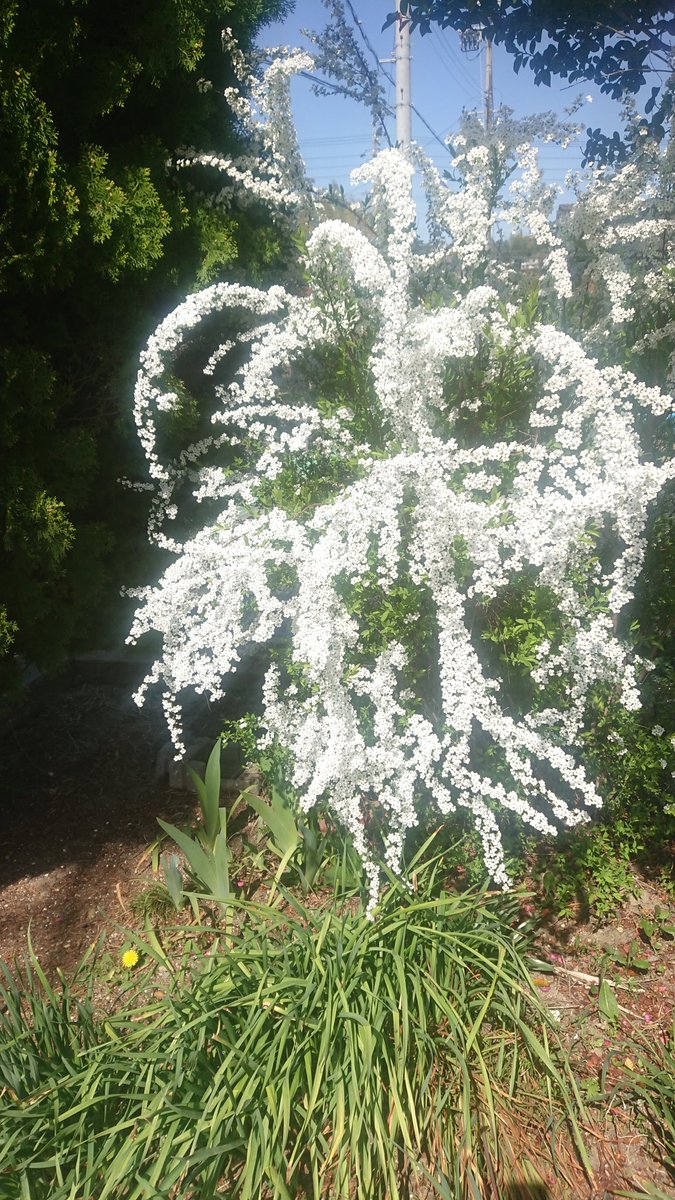 tom310470's tweet photo. こんにちは🙇
今日も、お日様の下で、花壇の草取りをして、季節の草花を愛でています😅👍

世界、日本では、１人の言葉に翻弄されていますね😥

ＳＮＳでは、👍視聴のみを誘導、過激にアップされていますが、爺は、不思議ですわ🤔⁉️
日本の為に命を捧げた若人達に、報告できる日本人でいたいものです😤 https://t.co/zBtKlnCAH9