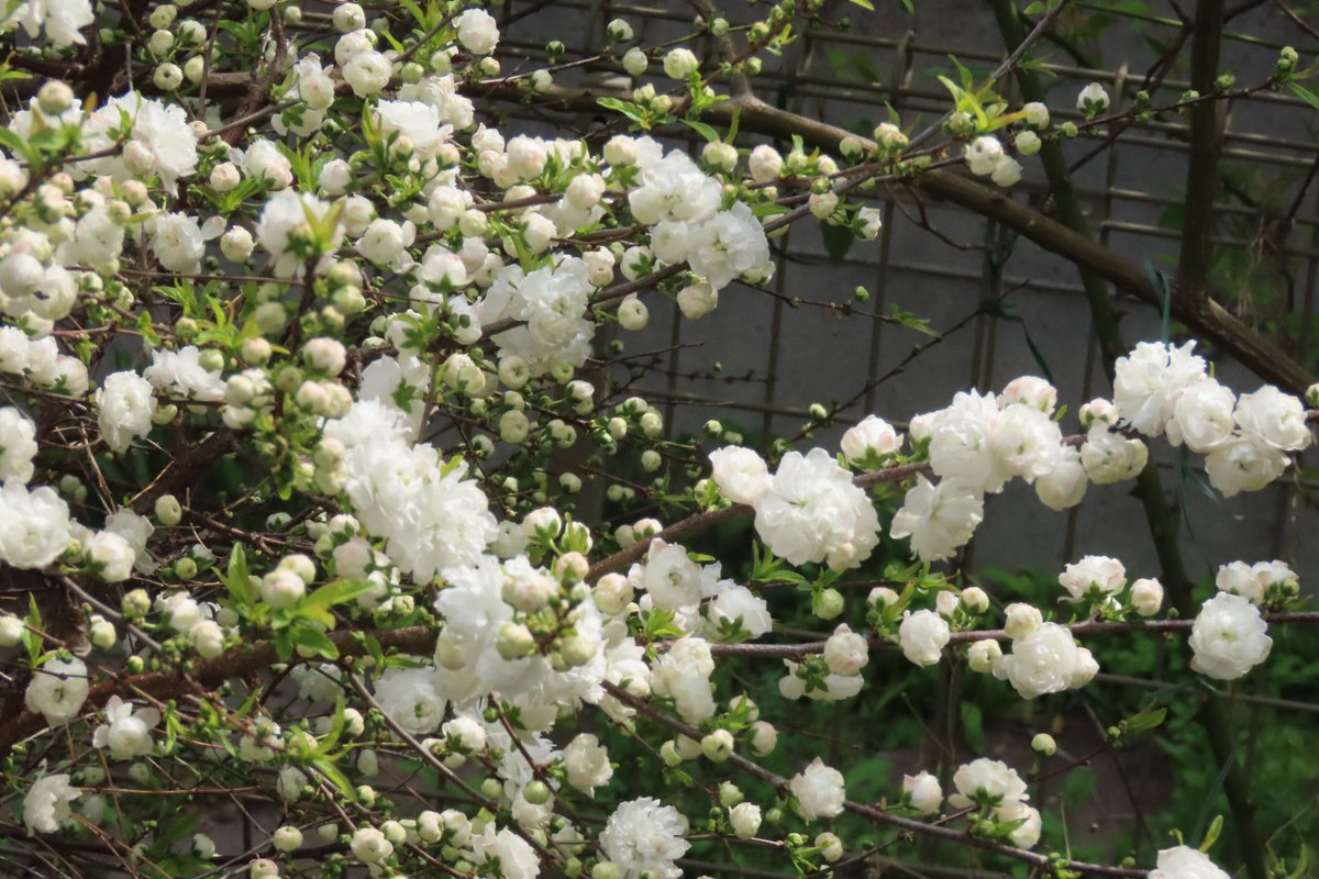bilbelly's tweet photo. 我が家の一歳庭桜、品名シジミ、白さが際立っていて綺麗です。 https://t.co/wVAEDlU8Kl