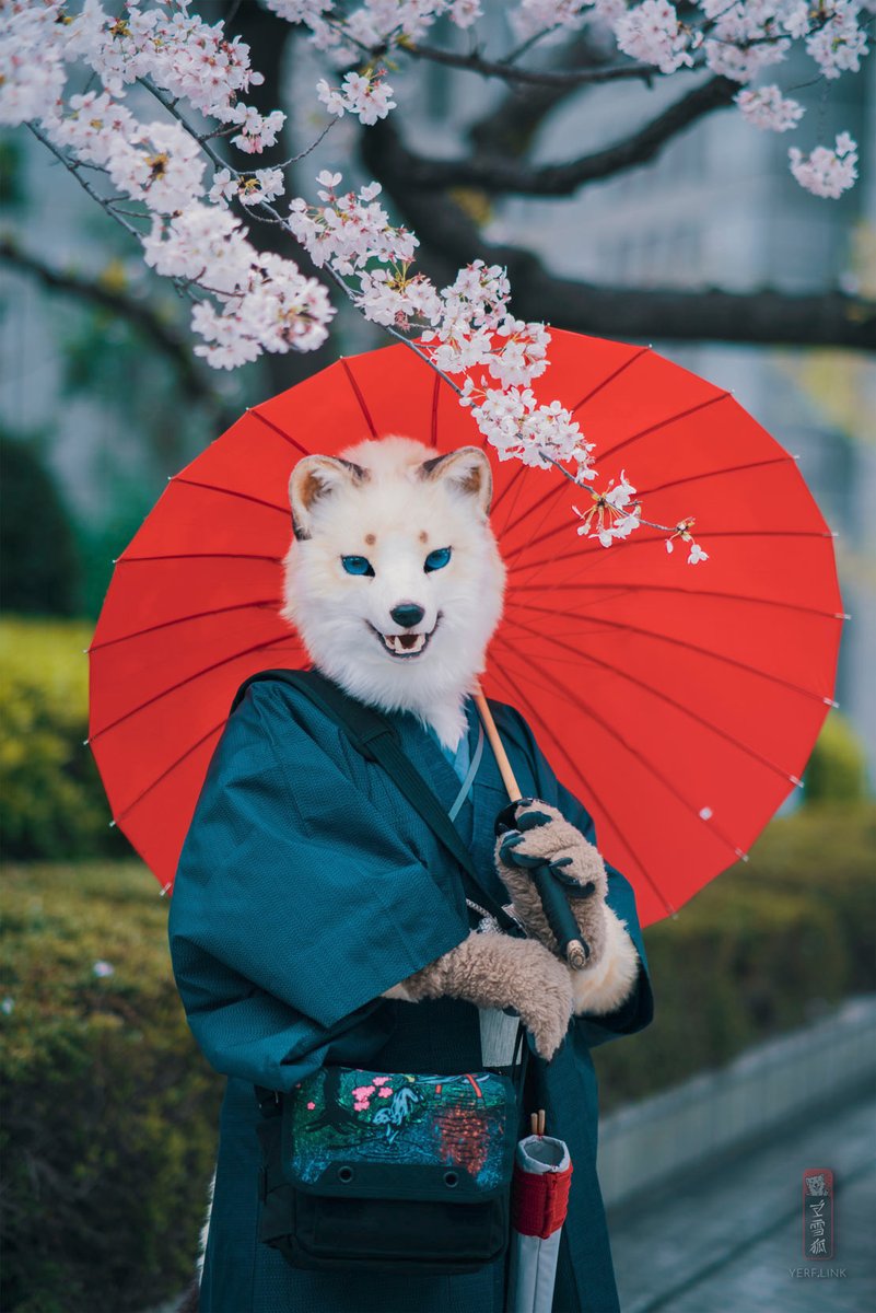 Cherry blossom in Japan - with my new kimono and my painted photo bag.

📷 <a href="/ShishaSheppy/">Sheppy</a>
🪡 <a href="/TrianonCreation/">創造トリアノン🇯🇵</a> 

#創造トリアノン #japan #FursuitFriday #cherryblossom #こんにちわ