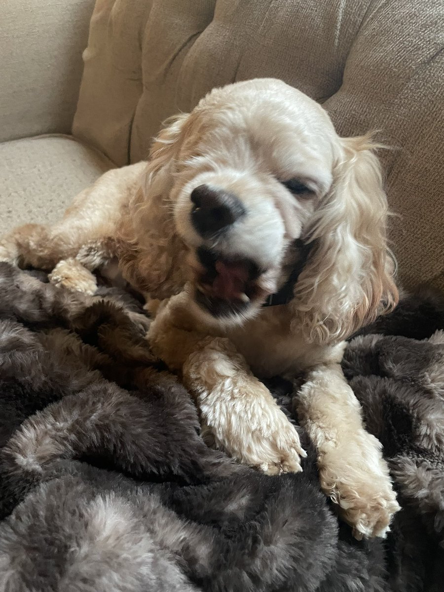aIIywitten's tweet photo. my girl ellie had to get a mastectomy today 😭 her vet is wonderful and everything went great but she’s so sore and dazed from her anesthesia 😵‍💫 pls send her whatever healing energies you can spare 💞 https://t.co/Zk5Rnhsagj