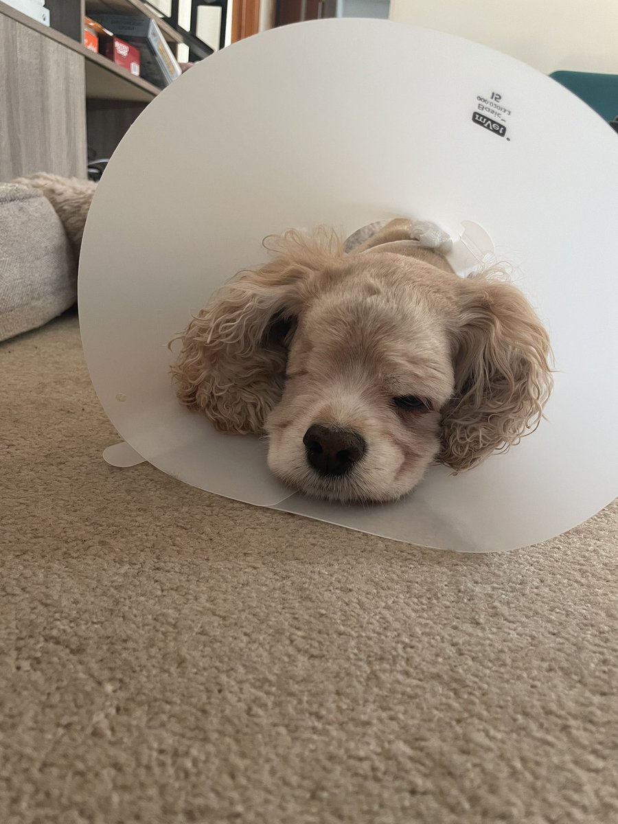 aIIywitten's tweet photo. my girl ellie had to get a mastectomy today 😭 her vet is wonderful and everything went great but she’s so sore and dazed from her anesthesia 😵‍💫 pls send her whatever healing energies you can spare 💞 https://t.co/Zk5Rnhsagj