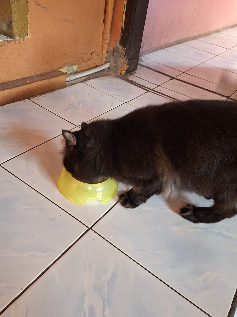 aaduyyy's tweet photo. Memberi makan kepada mr joe sebelum berangkat meninggalkan home https://t.co/fOVEqwsEuB