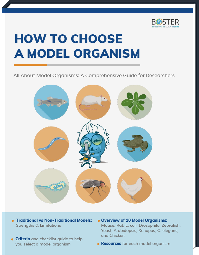 Need bedtime reading? Check out our FREE Model Organisms Ebook!

Inside you'll find:
✔ Mice vs zebrafish? Pick the best model
✔ Key criteria for your research
✔ 10 model profiles (flies, frogs &amp; more!)
✔ Resources: funding, tools &amp; antibodies 

Link：zurl.co/8m5MM