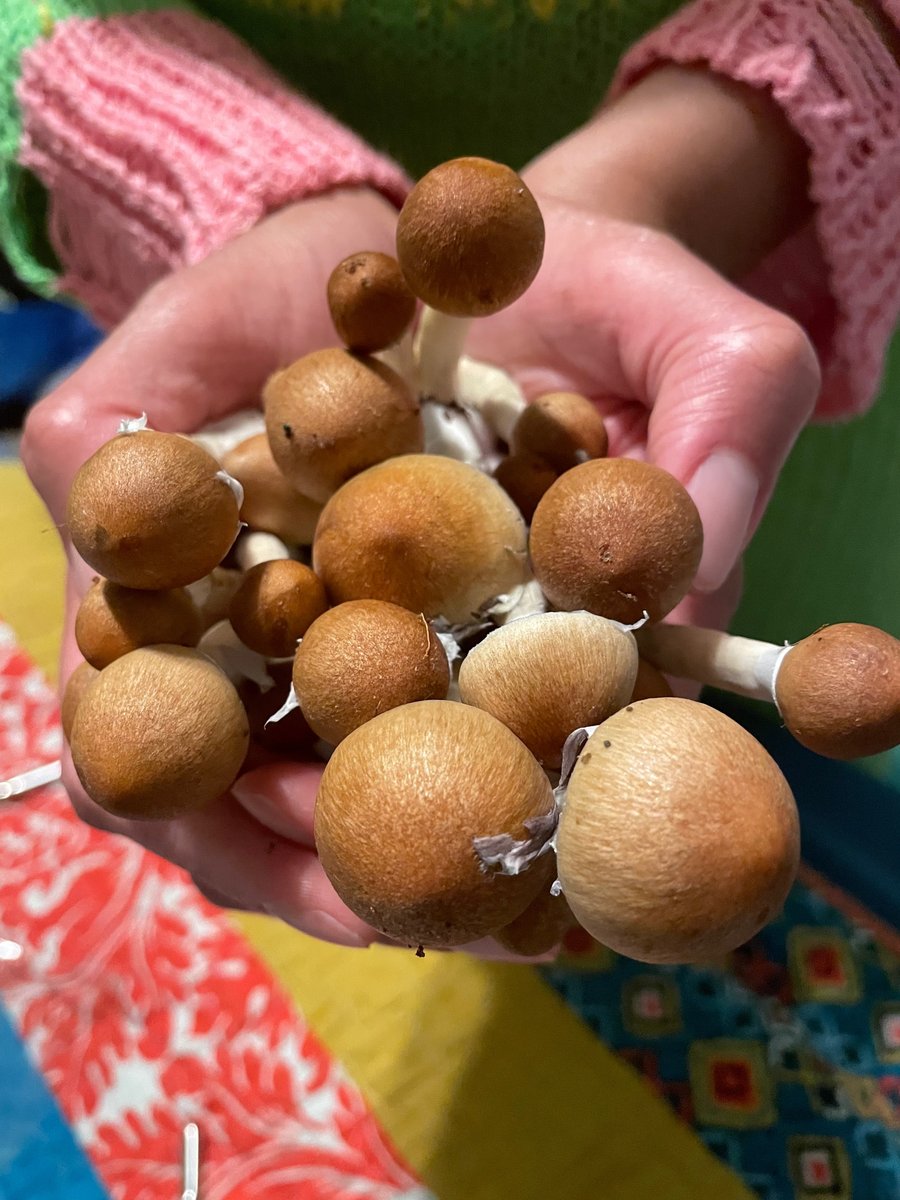 FOWLAZULE's tweet image. It will cost $0.00 to help retweet my craft 🍄🍫