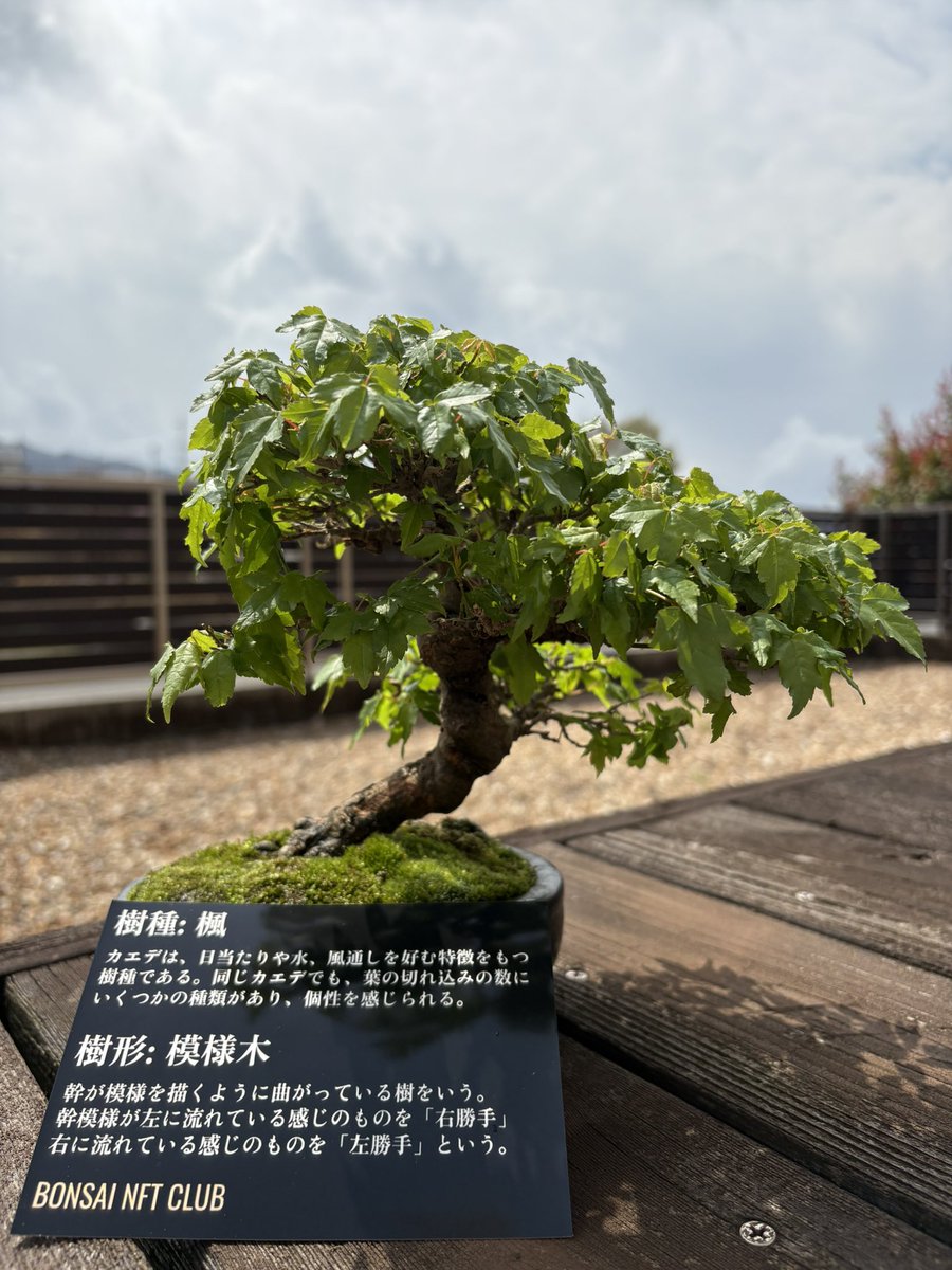 minstrel1977's tweet photo. 盆栽100傑の柱盆栽✨
可愛い😍緑が映えてます🌳秋も楽しみ♪
#BONSAINFTCLUB
#BONSAICOIN https://t.co/vjrj9pDO1A