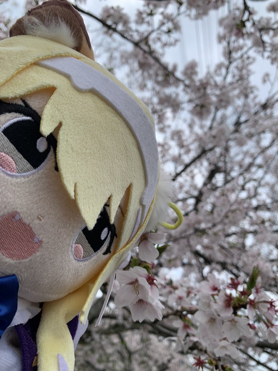 「ぱぺを連れてお花見してきた 」|紺堂のイラスト