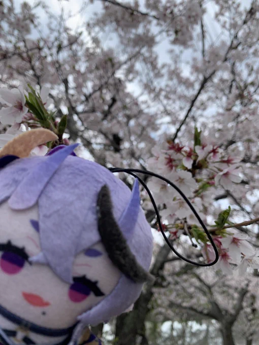 ぱぺを連れてお花見してきた 