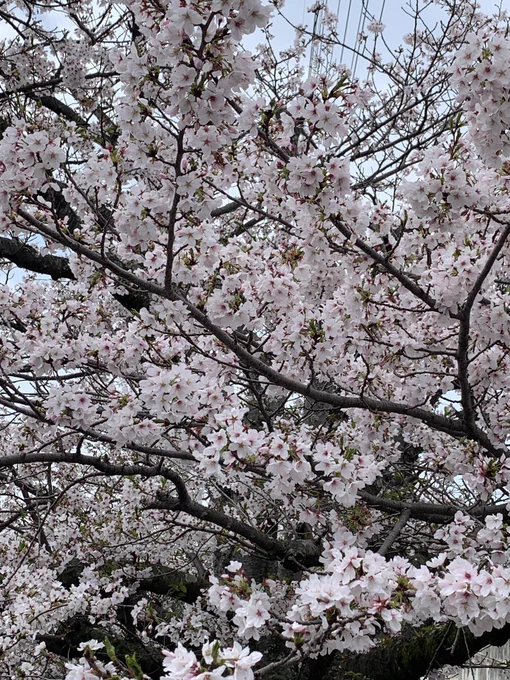 ぱぺを連れてお花見してきた 
