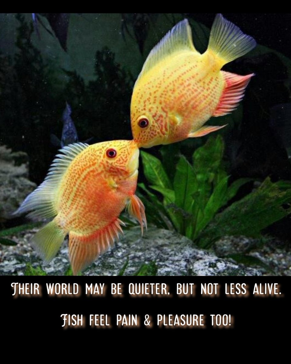 so0okshma's tweet photo. 🐟💋🐟💋🐟💋🐟💋🐟💋🐟💋🐟💋🐟💋🐟💋🐟

🐟 Fin-tastic Friday Frens 🐟 #vss365 #senryu

                              fish fairy tale —
                  lucky_lips* meet lucky_lips*  #Only8Words
                       quiet noise* of kisses

🐟💋🐟💋🐟💋🐟💋🐟💋🐟💋🐟💋🐟💋🐟💋🐟 https://t.co/RjkSt1YY56