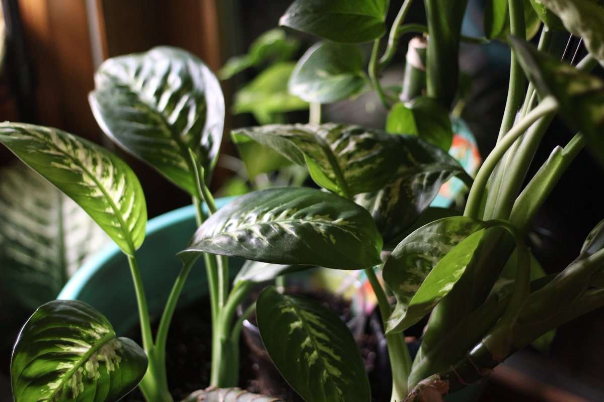 SBanks1's tweet photo. Pic of the day!
#BanksieWitDaBooks #Pic #photo #picoftheday #photooftheday #photoofday #picofday #art #wallpaper #fyp #photgraphy #picture #love #plants #plantsoftwitter #green #growth #freshair #relax #fypシ #viral #blackphotographer #blackwomenphotographers https://t.co/zMC6Ipon7C
