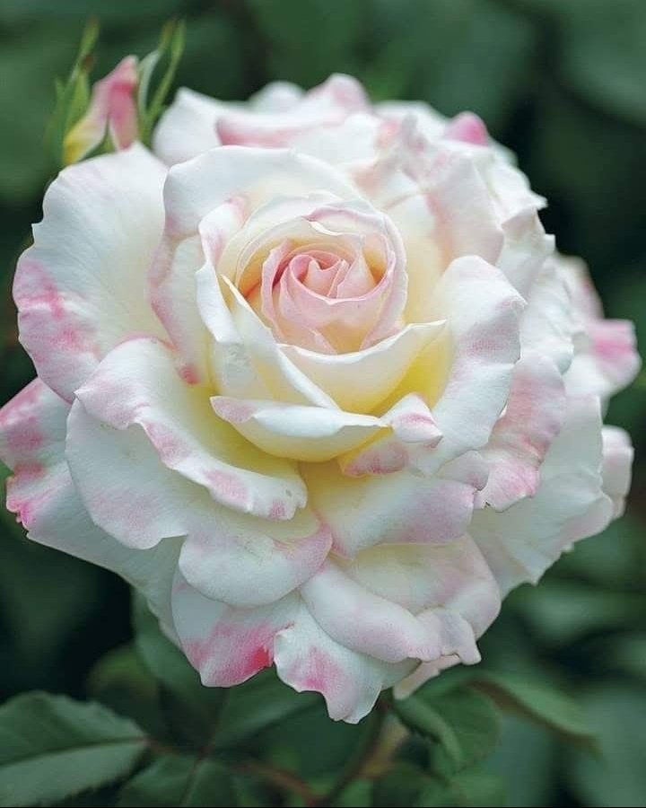 Assalamualaikum 💞💫 

Good morning 🌞🌄 

Have a fantastic day 💖☺️