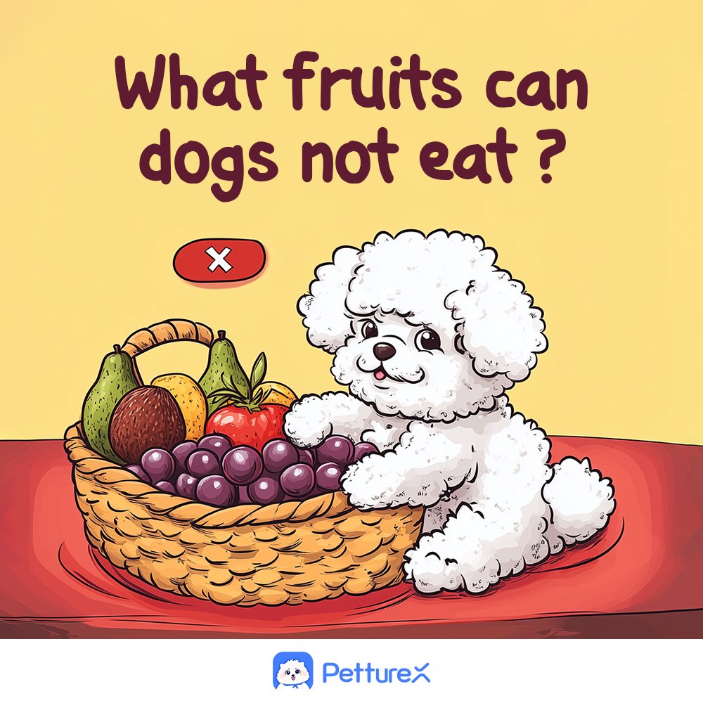 amyalice94's tweet photo. 🚨 FRUIT SAFETY ALERT for dog owners! 🚨 Before you share your snack, know the risks! Grapes &amp; Raisins are extremely TOXIC to dogs - can cause kidney failure. 🍇🚫
Avocado 🥑
Citrus peels/seeds 🍊
ALL fruit pits/seeds - contain cyanide! ☠️ Always remove seeds/pits from any fruit. https://t.co/qnYOEetOYP