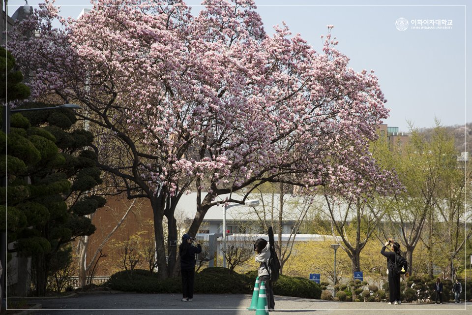 EwhaWomansUniv's tweet photo. 🌸Cherry Blossom Season is Back! Enjoy Ewha Campus with our spring edition lettering and take pictures!

#cherryblossomzone #letteringzone #springcampus #ewhaspring #ewhawomansuniversity #EWHA #UNIV https://t.co/m0S8Q27Cs6