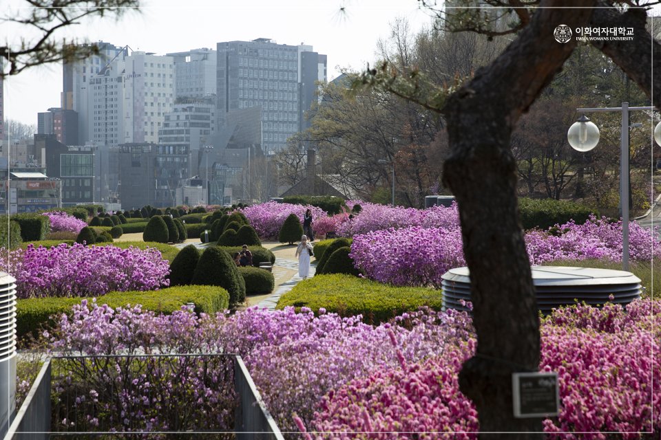 EwhaWomansUniv's tweet photo. 🌸Cherry Blossom Season is Back! Enjoy Ewha Campus with our spring edition lettering and take pictures!

#cherryblossomzone #letteringzone #springcampus #ewhaspring #ewhawomansuniversity #EWHA #UNIV https://t.co/m0S8Q27Cs6