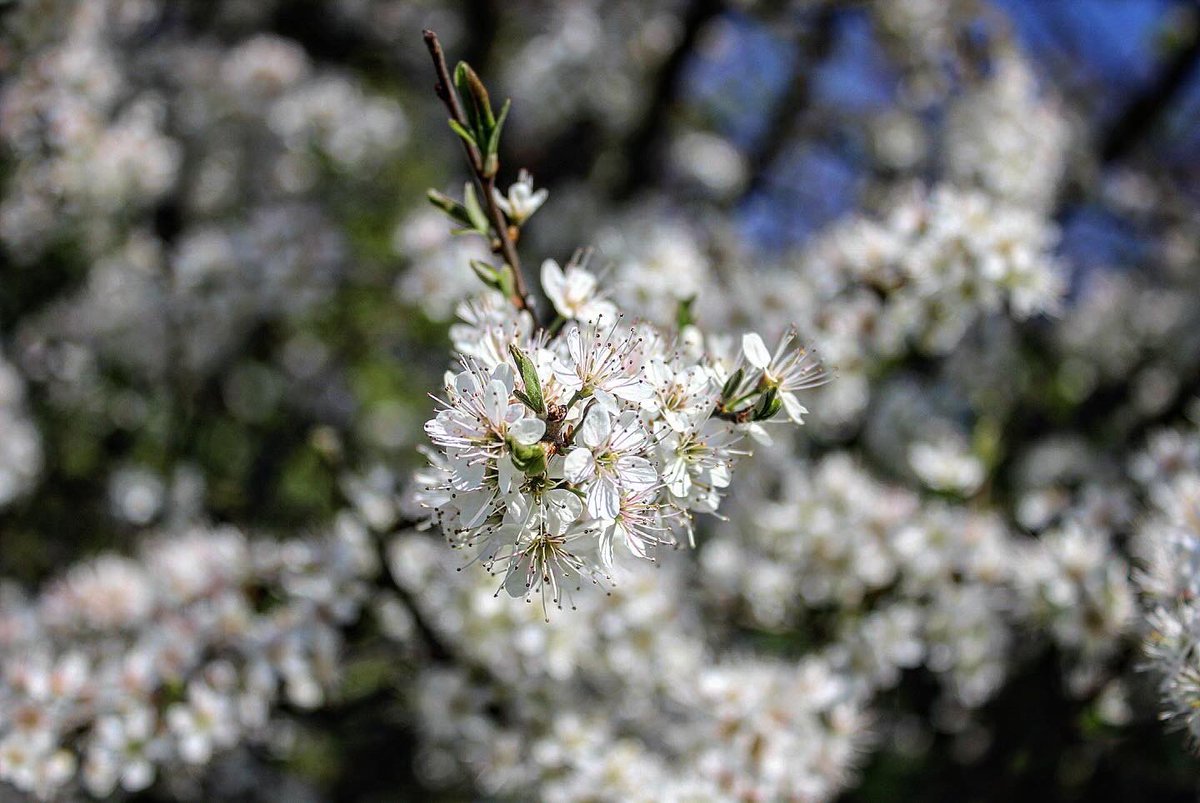 OBPhotography01's tweet photo. “Woodland Walks”

#flower #canon #canonphotography #photograghy #uk #spring #sun #woodland #wood #walk https://t.co/g7jXTnl2Xh