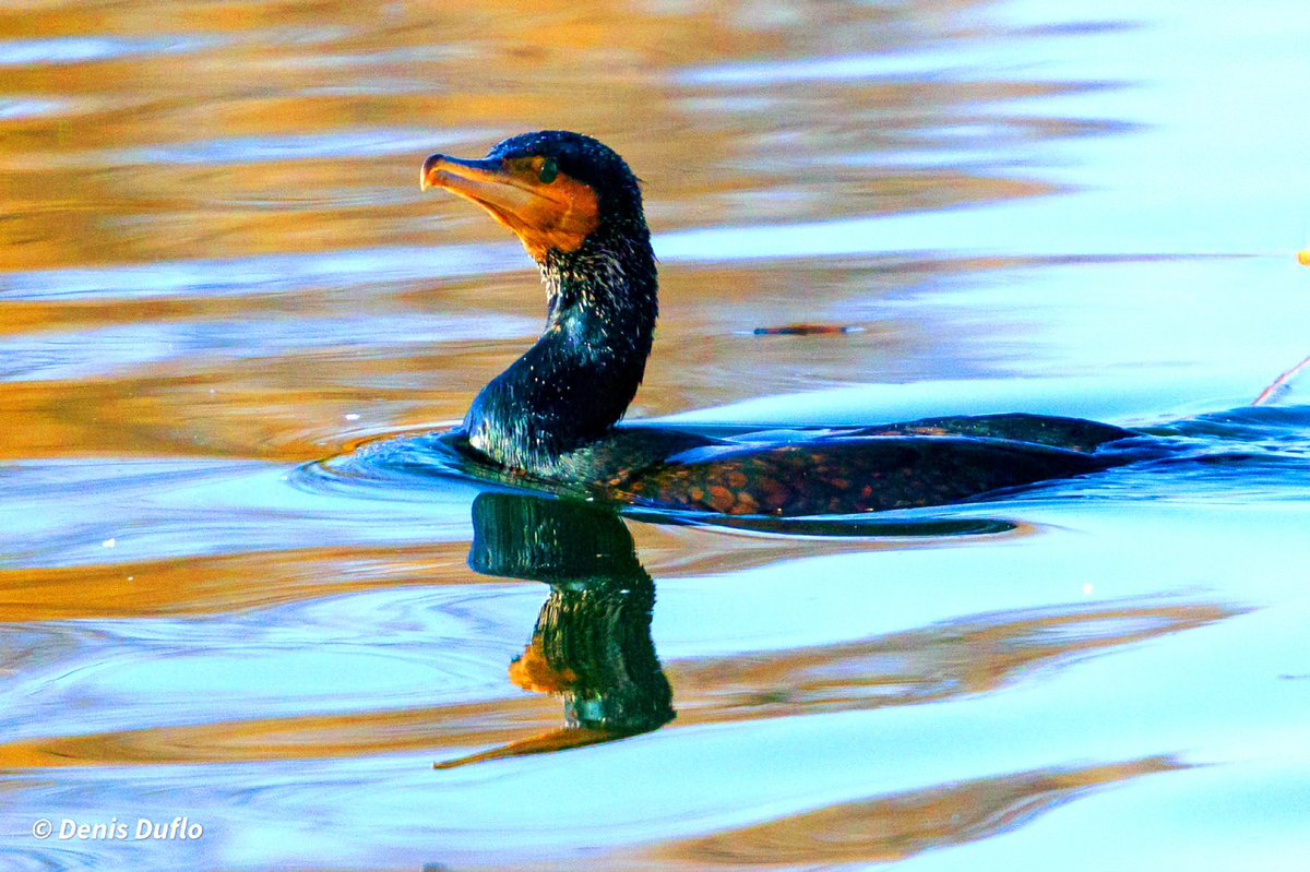 zeden9's tweet image. You have beautiful eyes, do you know ? 🦆 📷 🪽
#Cormoran #Cormorant #PhalacrocoraxCarbo #birdphotography