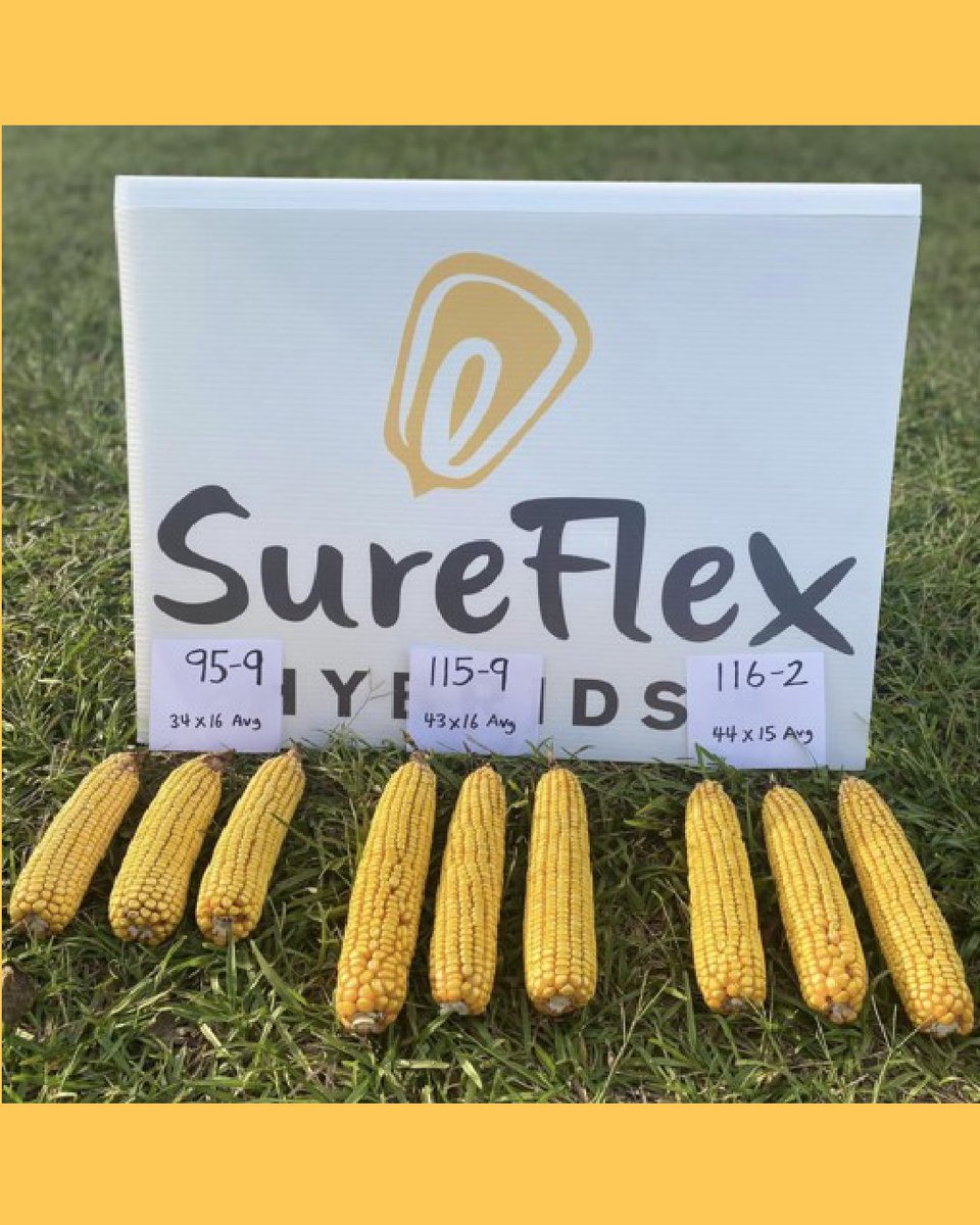 SureFlex Hybrids tweet media