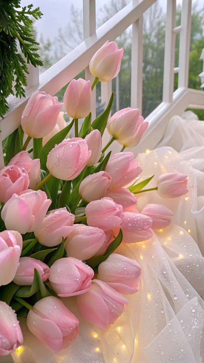 pink tulips
