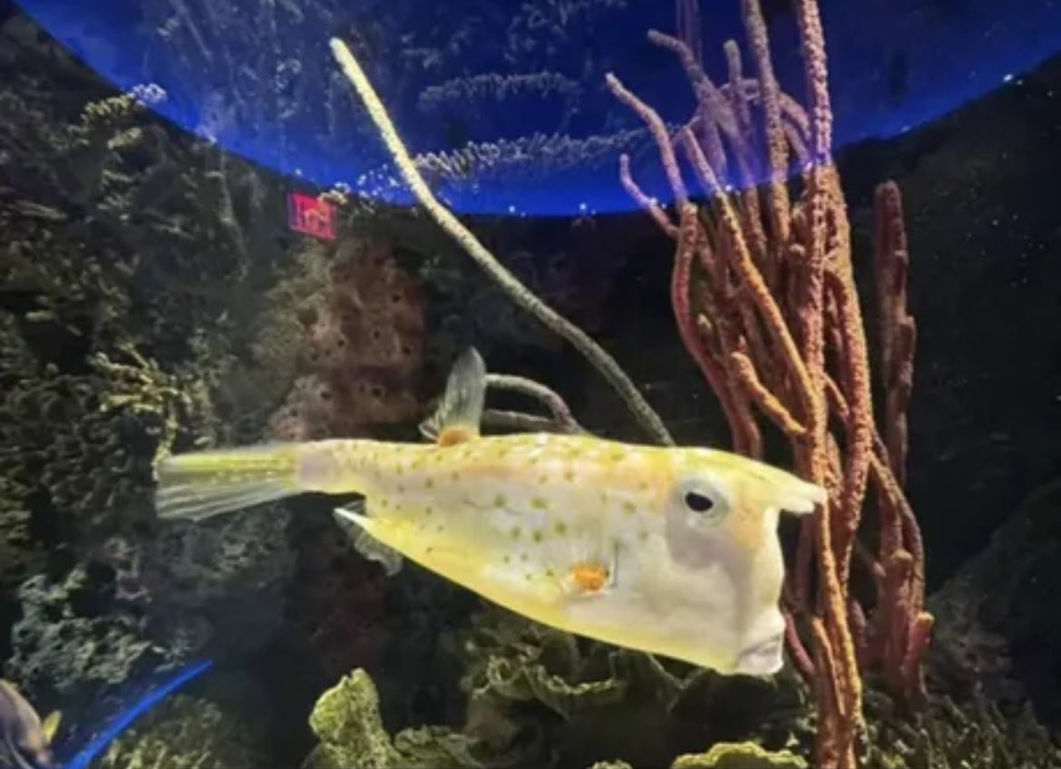 Tariffs on Bikini Bottom coming soon.