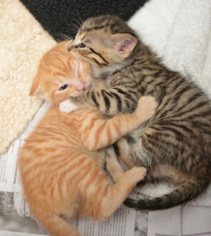 Miaw tweet picture