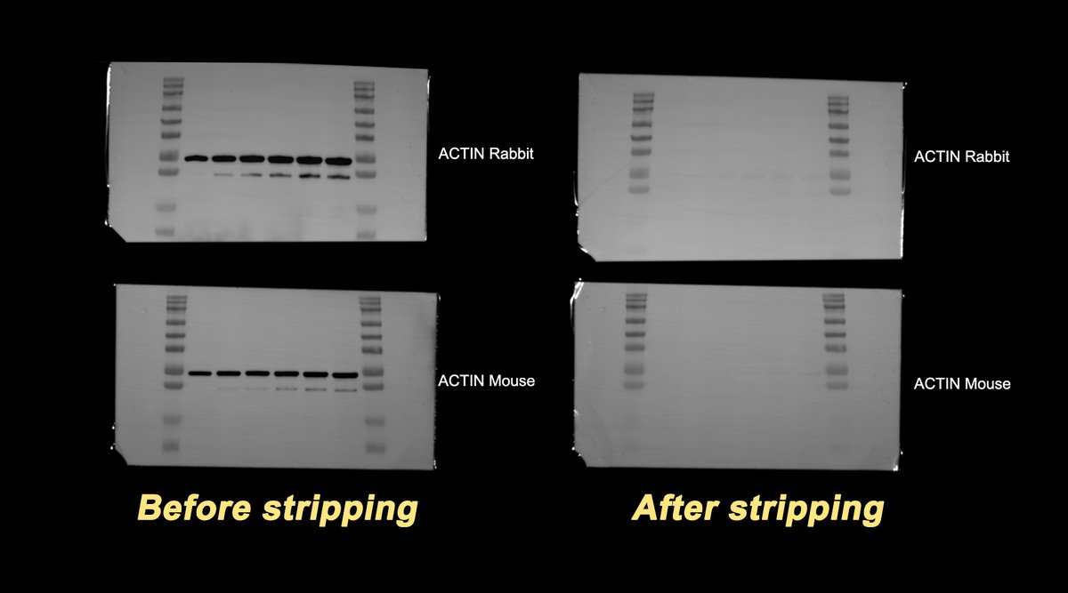 WUHANSERVICEBIO's tweet photo. 🧐When should antibody bands be stripped in a #WB experiment? This article outlines the key scenarios.✍️👇
https://t.co/BldztaPhPu
#LabTips #AntibodyStrippingBuffer #Bands https://t.co/biz9dnRMDq