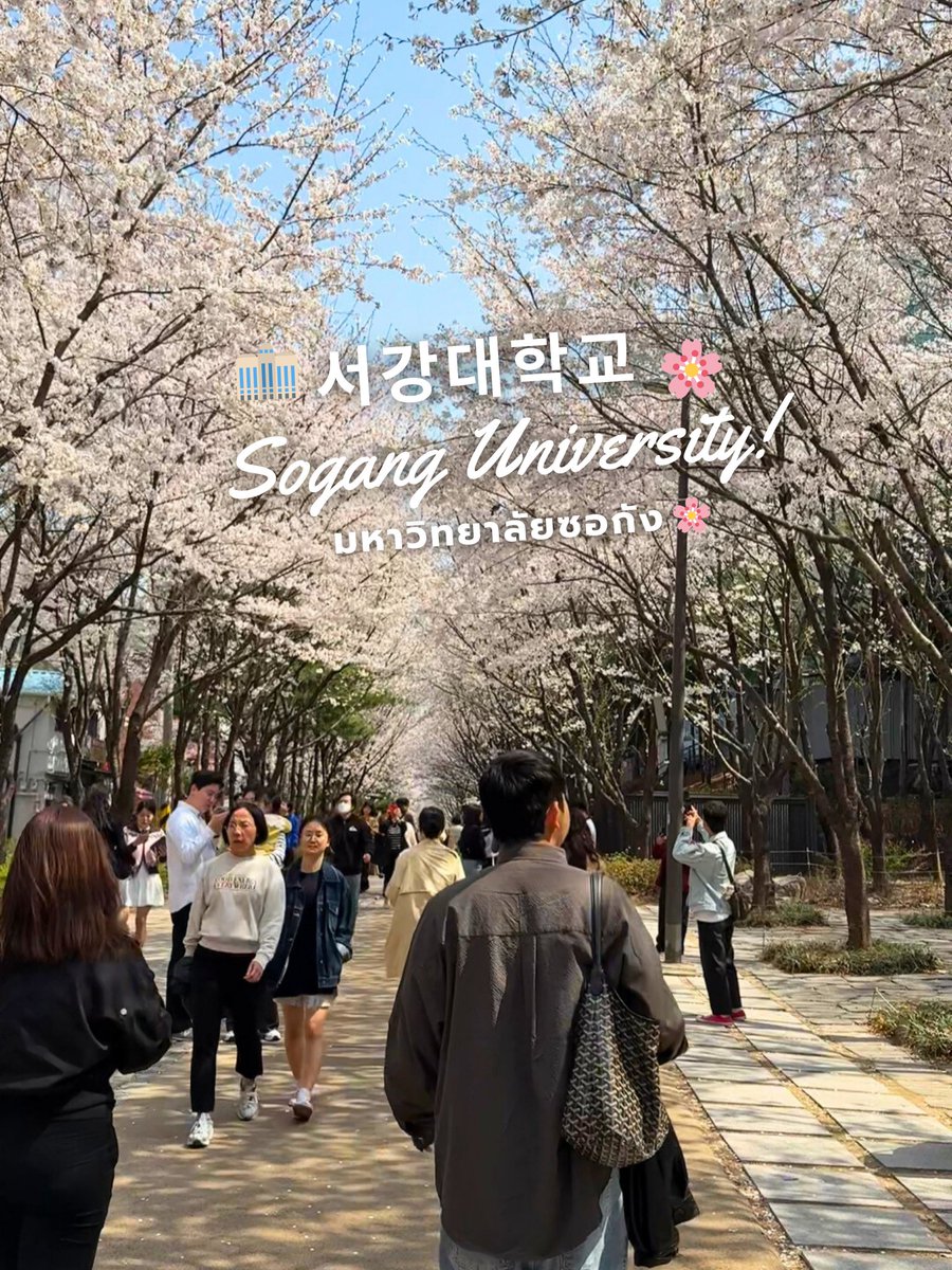 friendalee93's tweet photo. อีกหนึ่งมุมซากุระลับในโซลที่ขอป้ายไฟให้เลย คือ "หน้ามหาวิทยาลัย Sogang University" นั่งรถไฟใต้ดินมาลงที่สถานี Sogang Univ. (สาย Gyeongui–Jungang Line) ออกทางออก 1เดินต่อประมาณ 5 นาที ก็จะเจอถนนเรียงต้นซากุระหน้า ม.
หรือลงสถานี Sinchon (สาย 2) แล้วเดินทะลุมาอีกด้าน #korea #เกาหลี https://t.co/ZdebS0Neom