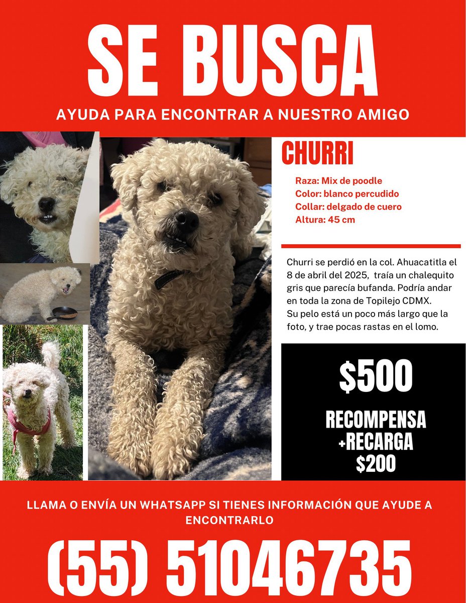 TlalpanVecinos's tweet photo. Se busca 🐶 https://t.co/Jv60gXMghX