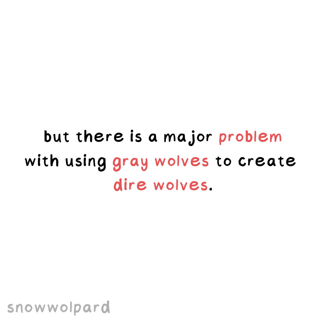 SnowWolpard🐺🪶 tweet media