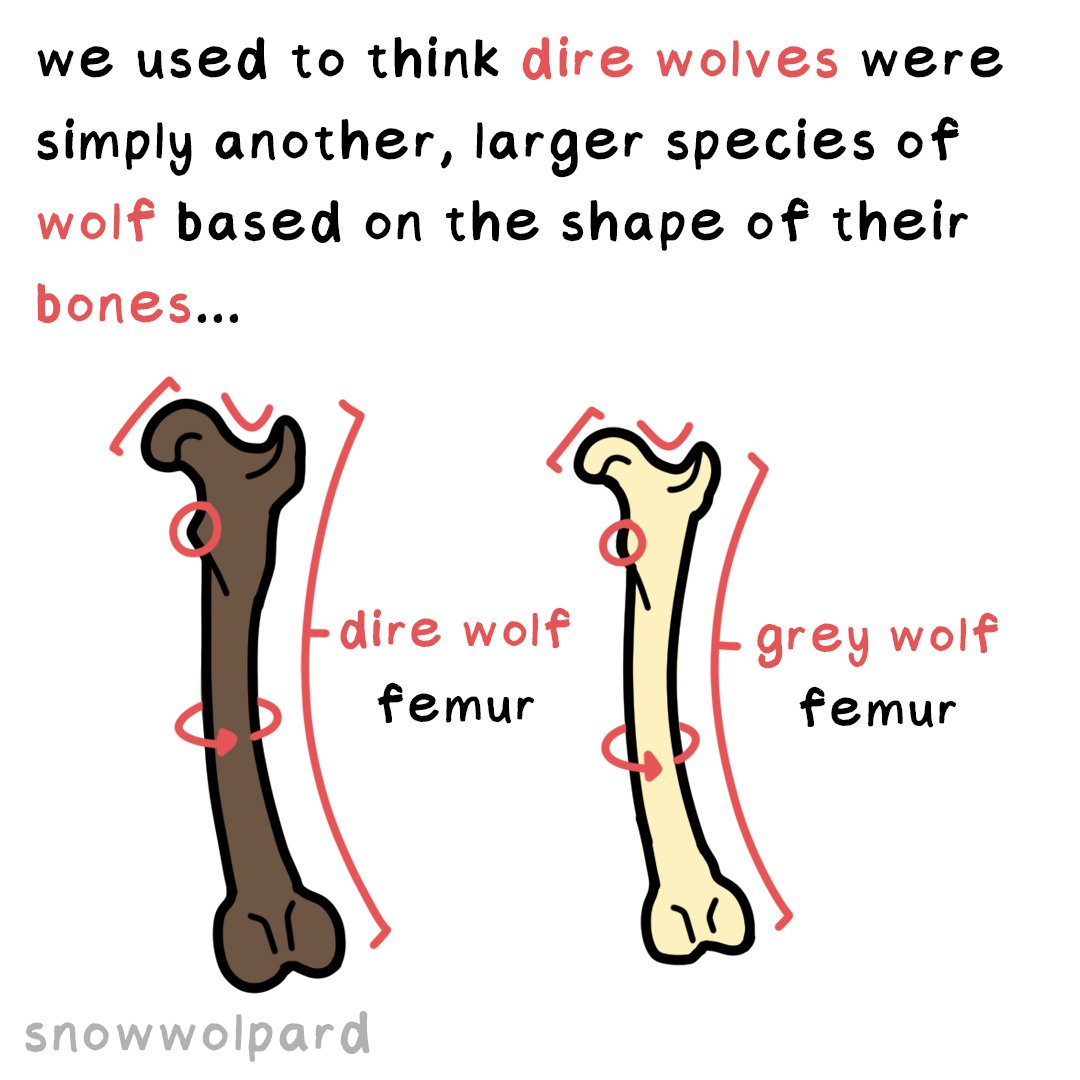 SnowWolpard🐺🪶 tweet media