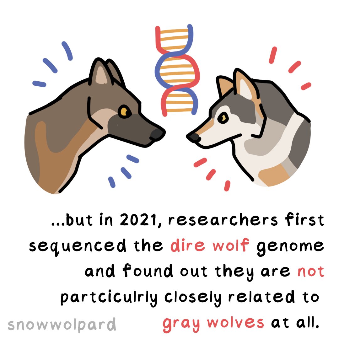 SnowWolpard🐺🪶 tweet media