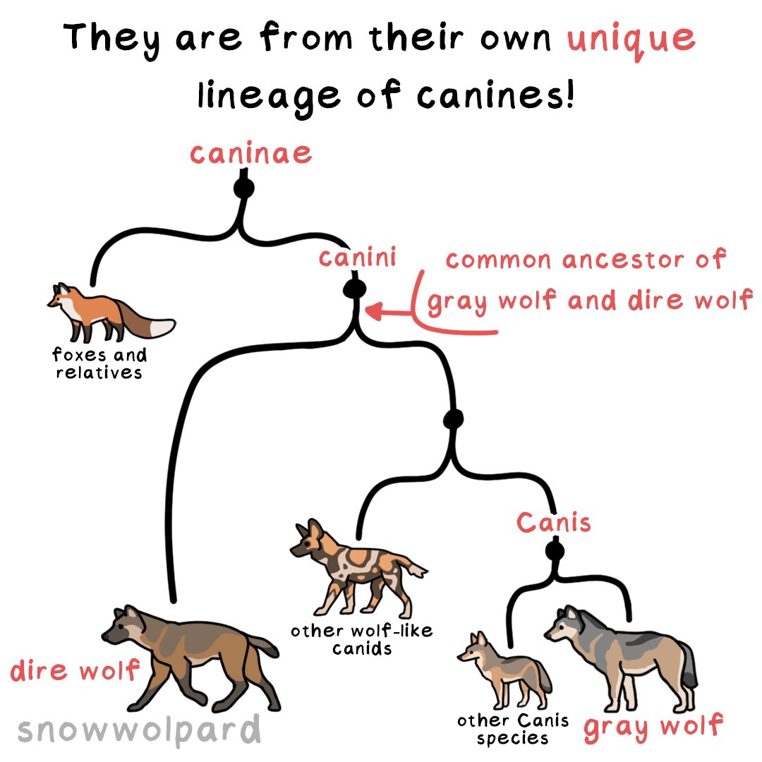 SnowWolpard🐺🪶 tweet media