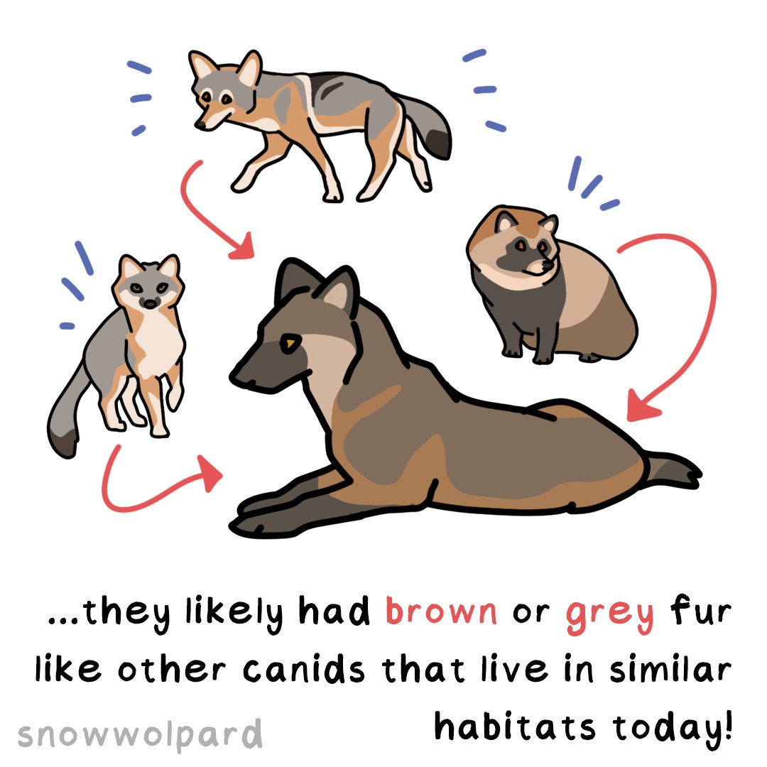 SnowWolpard🐺🪶 tweet media