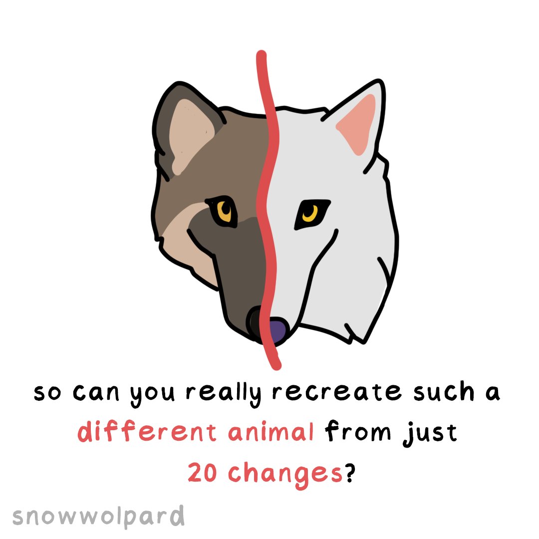 SnowWolpard🐺🪶 tweet media