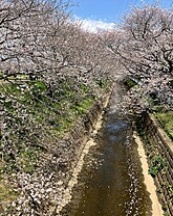 BioChromatoInc's tweet image. Spring in Japan
Cherry blossoms along a quiet river and a colorful park in full bloom. This beautiful season reminds us how nature inspires innovation just like we do at BioChromato.