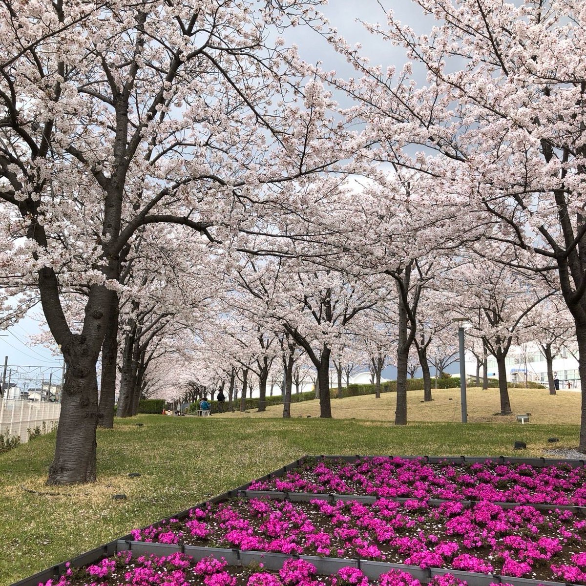 BioChromatoInc's tweet image. Spring in Japan
Cherry blossoms along a quiet river and a colorful park in full bloom. This beautiful season reminds us how nature inspires innovation just like we do at BioChromato.