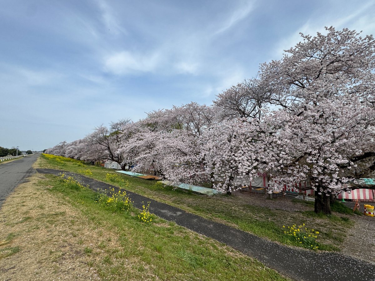 kumagayaPR's tweet photo. 【熊谷桜堤】さくら開花状況【４月１１日（金）】 https://t.co/v90U72OAVj https://t.co/lTQdT5nRUS