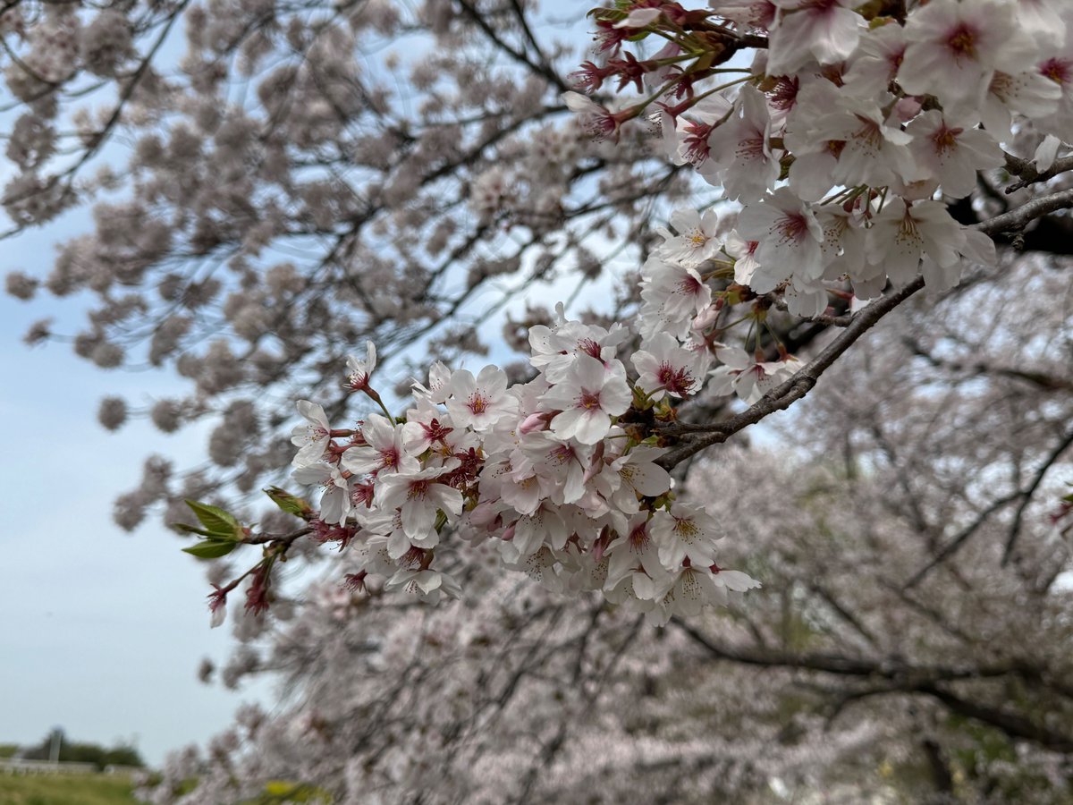 kumagayaPR's tweet photo. 【熊谷桜堤】さくら開花状況【４月１１日（金）】 https://t.co/v90U72OAVj https://t.co/lTQdT5nRUS