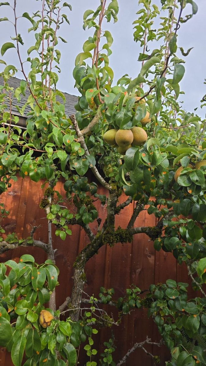 genosidasquad's tweet photo. The pear trees in the garden are bearing fruit. I'm really happy to see the trees I planted bearing fruit.😍 https://t.co/alFOIyGDwE