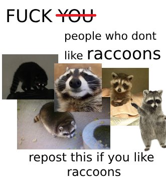 silly raccoons & pandas (@raccstuffs) on Twitter photo 
