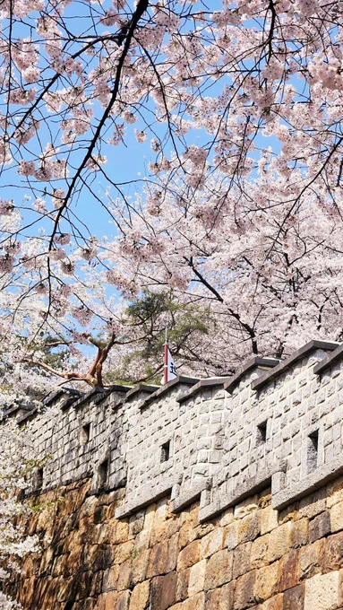 구경기도청 시립도서관 꽃놀이...