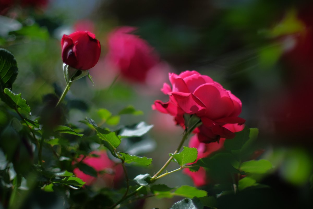 FranSusann68008's tweet photo. In the gentle glow of sunlight, roses bloom like soft whispers of love and memory. #NatureMagic #FlowerPoetry #RoseMoments #Bokeh #Fujifilm #NikonAis50mm #Nikkor50mmAisf12 #Garden #Summer #Memories #WhispersofLove #LoveandMemory https://t.co/LiDvGh2n6F