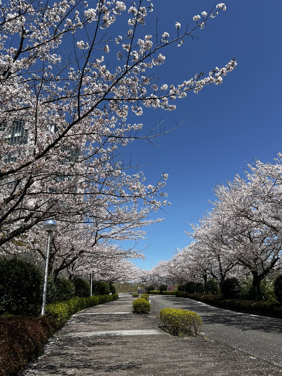 s2vickyyy's tweet photo. 久しぶりの大学やっぱ桜綺麗🌸 https://t.co/FscyQdZ8gG